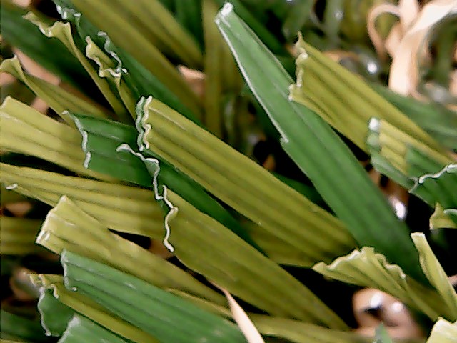 U-shape Blade Dark Green Mix Landscape Grass for Shade