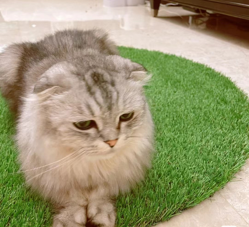 Native Field Green Plastic Landscape Grass for Pets Playground