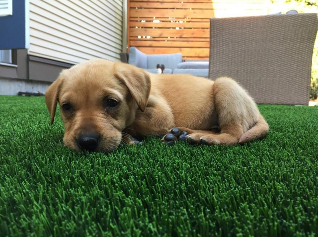 Wear Resistance Durable Artificial Grass for Backyard