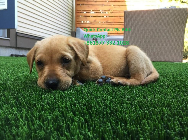 Easy Maintenance Artificial Grass For Garden Supplied by Artificial Grass Factory in China 
