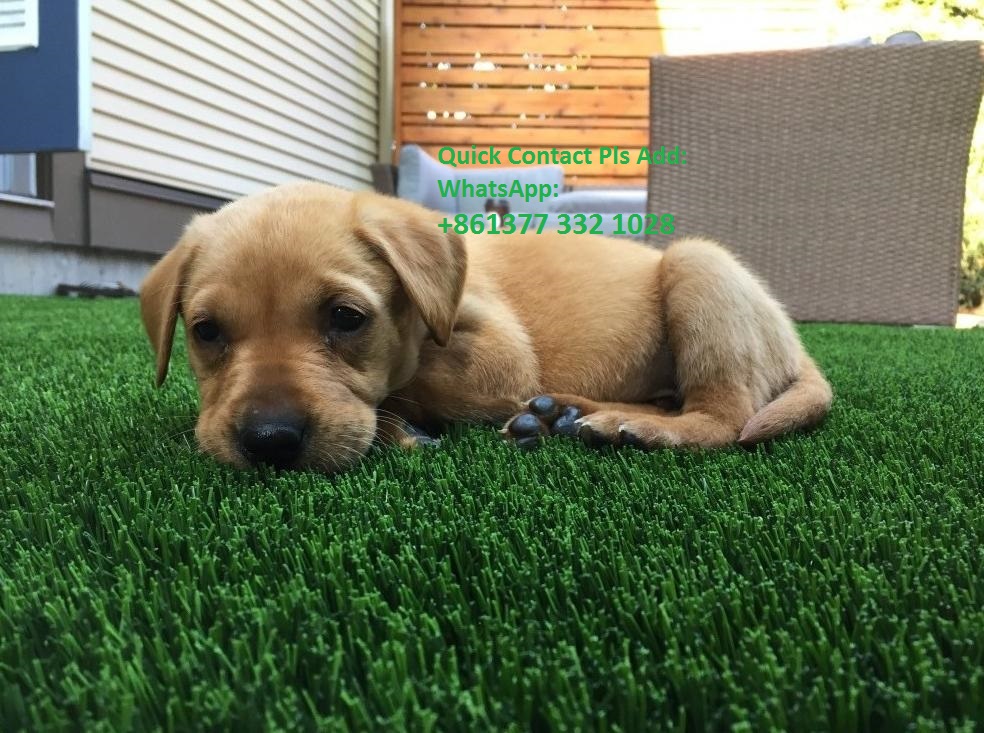 Easy Maintenance Artificial Grass For Garden Supplied by Artificial Grass Factory in China 