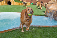 Waterproof Durable Dense Customization Artificial Turf for Commercial Landscaping 